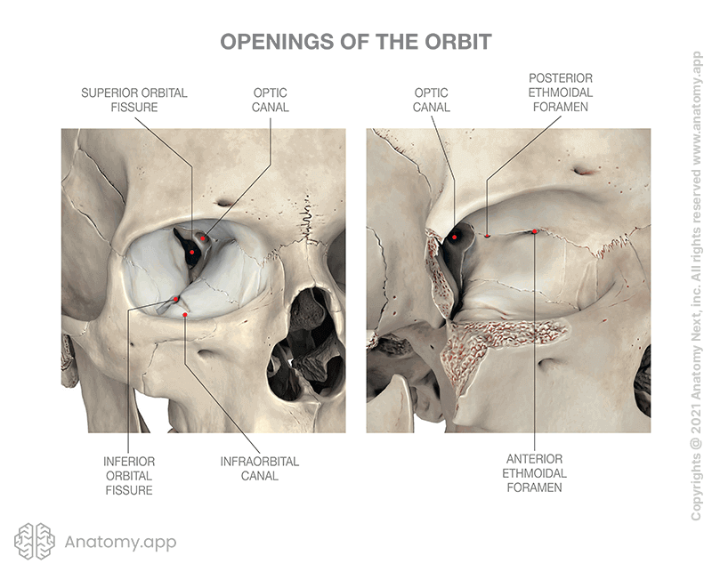 Openings of orbit, two aspects (with and without zygomatic bone)