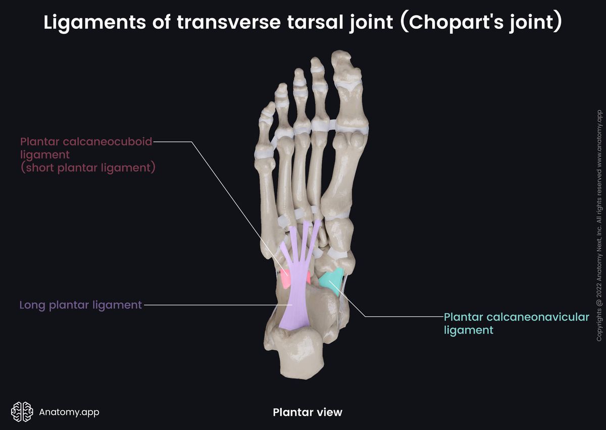 Transverse tarsal joint, Chopart's joint, Lateral view, Human foot, Foot skeleton, Tarsals, Tarsal bones, Metatarsals, Phalanges, Ligaments, Plantar view