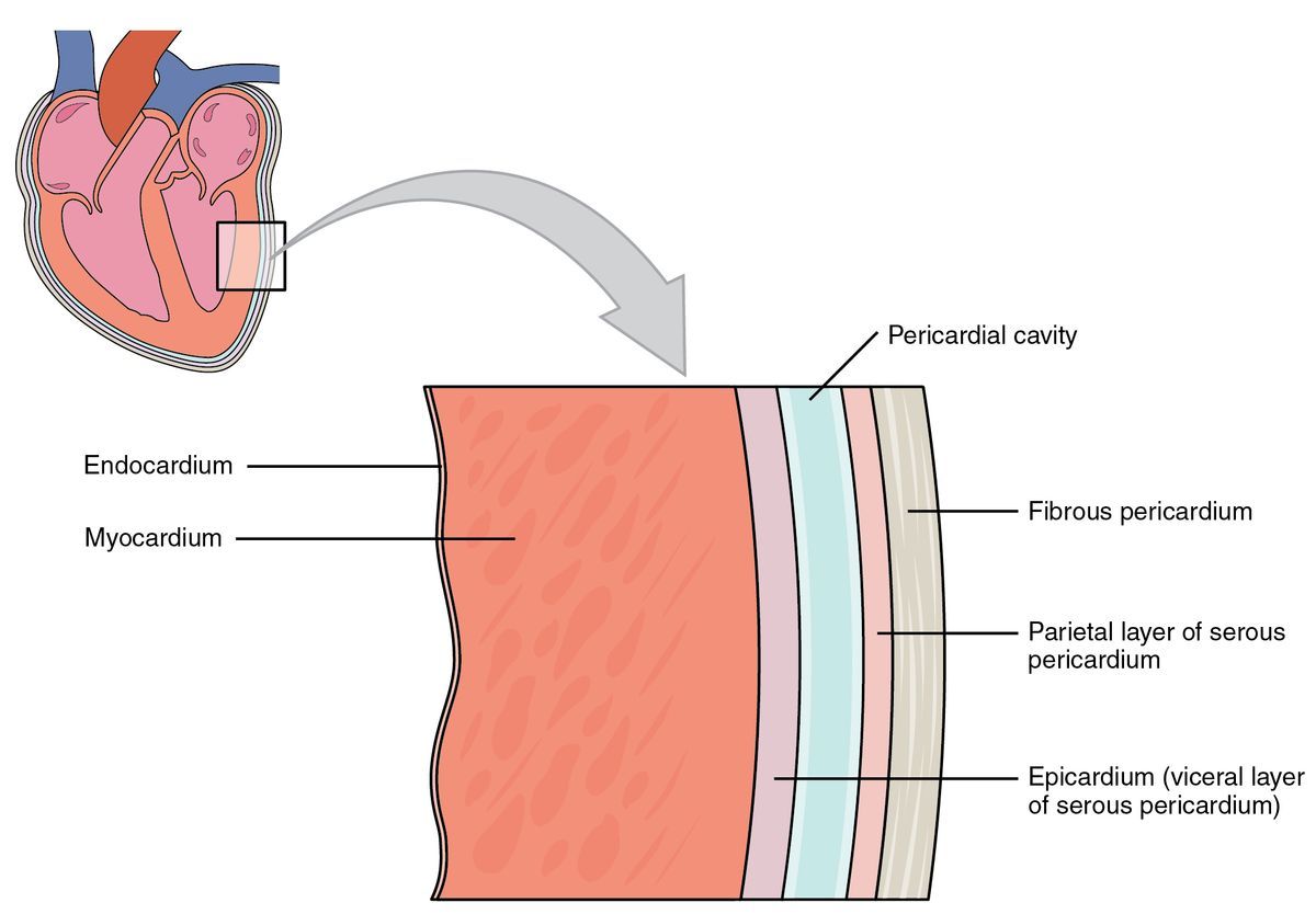 Anatomy Next, heart, layers of the heart, endocardium, myocardium, epicardium, pericardium
