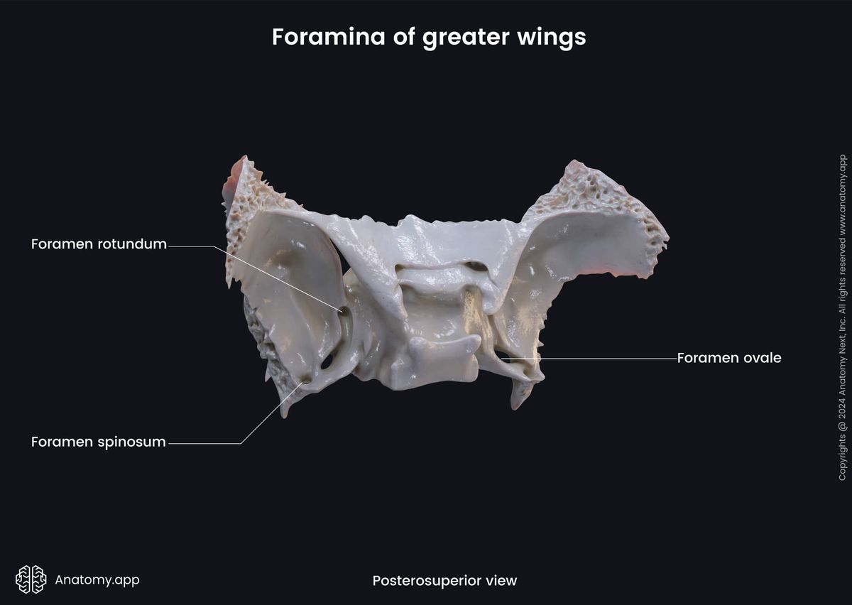 Head and neck, Skeletal system, Skull, Bones of skull, Neurocranium, Sphenoid, Parts of sphenoid, Greater wings, Foramina, Posterosuperior view