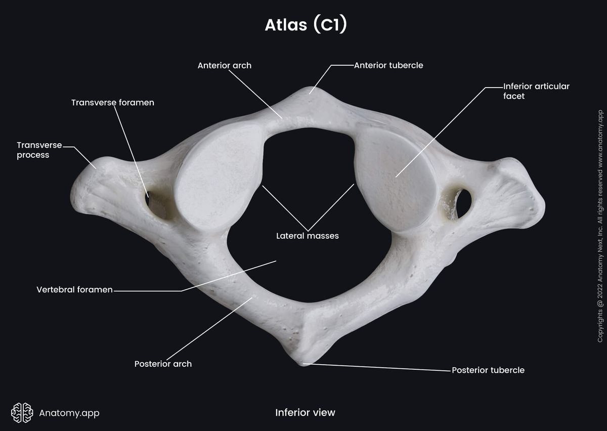 Atlas, C1, Cervical vertebrae, First cervical vertebra, Cervical spine, Landmarks of atlas, Inferior view, Spine, Vertebral column