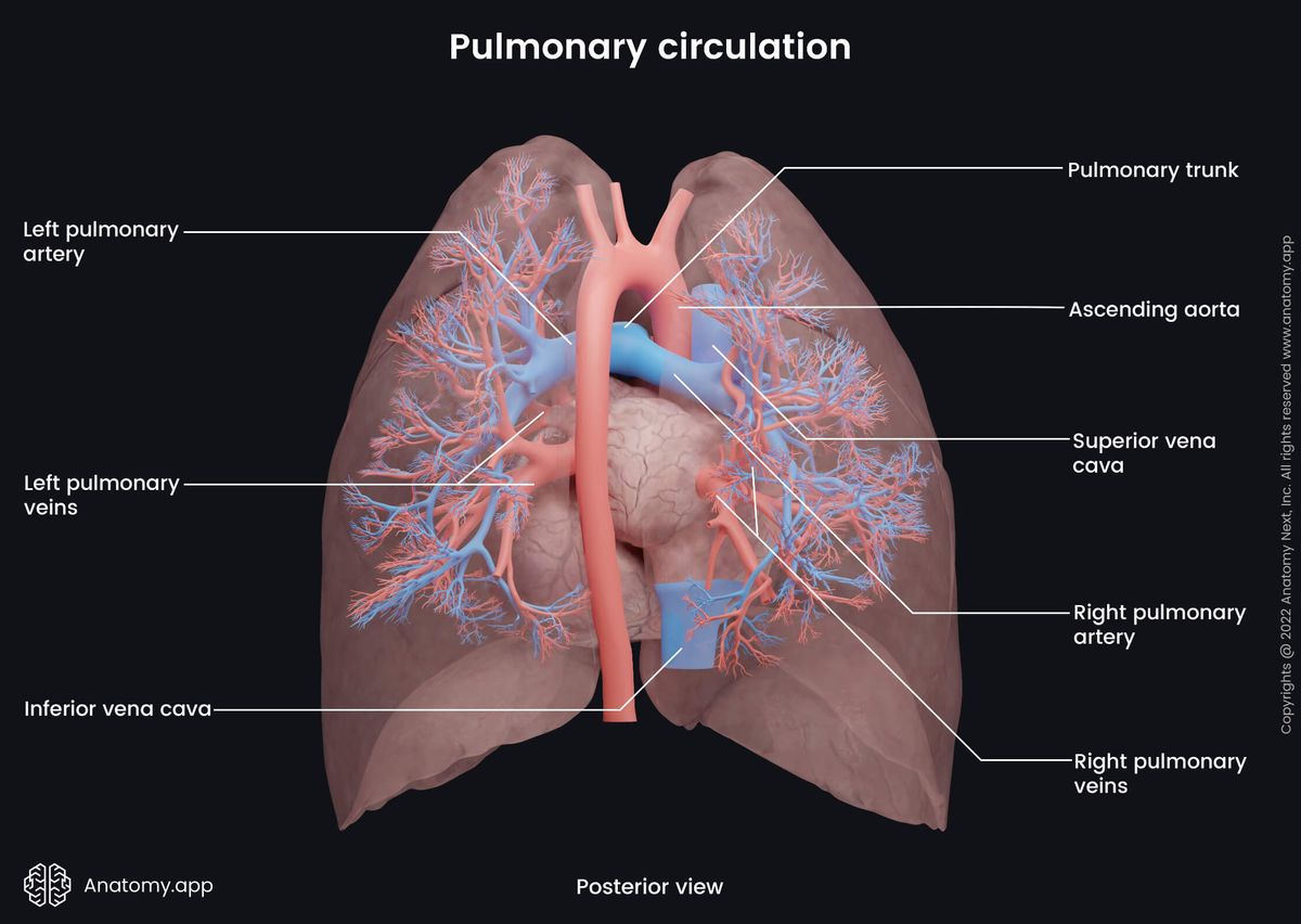 Lungs, Pulmonary circulation, Pulmonary arteries, Pulmonary veins, Posterior view, Heart