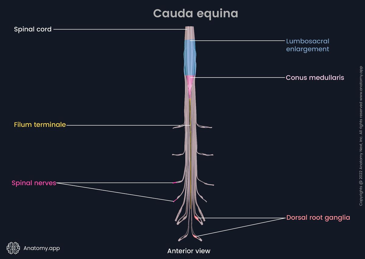 Terminal part of the spinal cord: conus medullaris, cauda equina, filum terminale