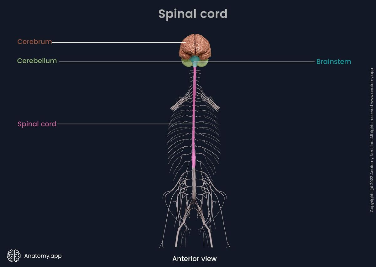 Parts of the central nervous system: Brain (Cerebrum, Cerebellum, Brainstem), Spinal cord, anterior view