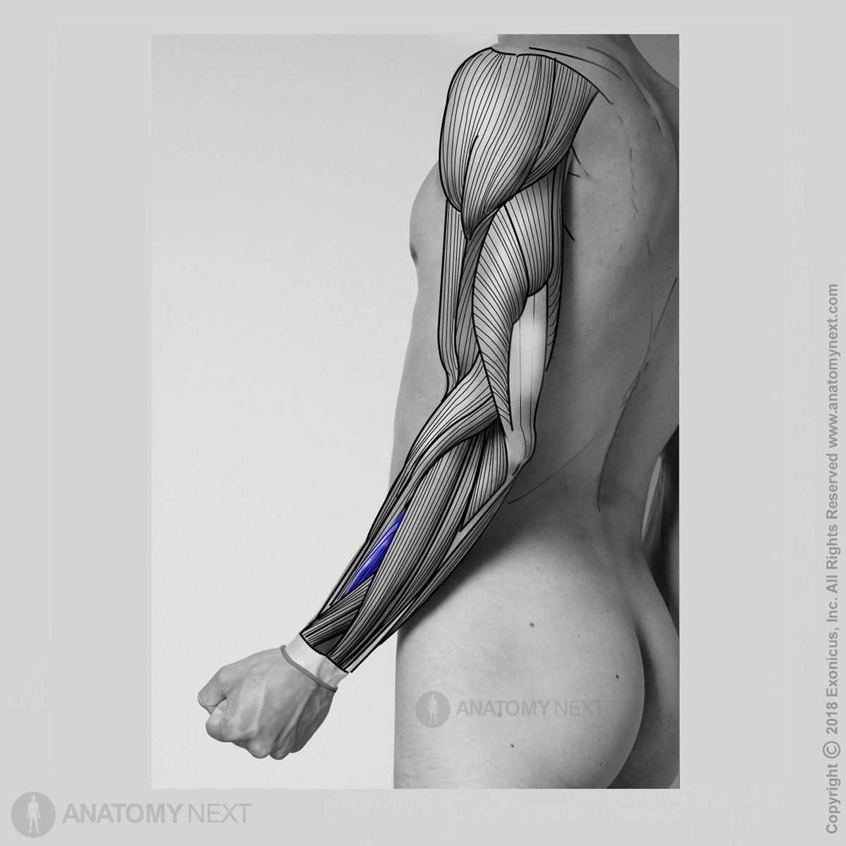 Extensor carpi radialis brevis, Arm extensors, Arm muscles, Forearm muscles, Muscles of forearm, Extensors of forearm, Lateral compartment muscles, Lateral compartment of forearm, Muscles of upper limb, Human muscles
