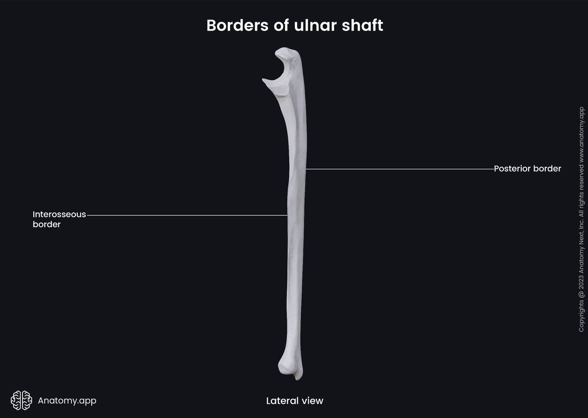 Human skeleton, Bones of upper extremity, Skeleton of upper limb, Forearm bones, Ulna, Borders, Lateral view