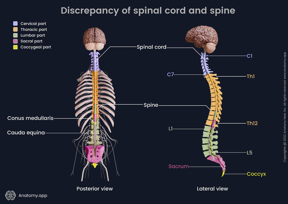 Discrepancy, Spinal cord, Spine, Lateral view, Posterior view, Segments, Vertebrae, Conus medullaris, Cauda equina, Central nervous system
