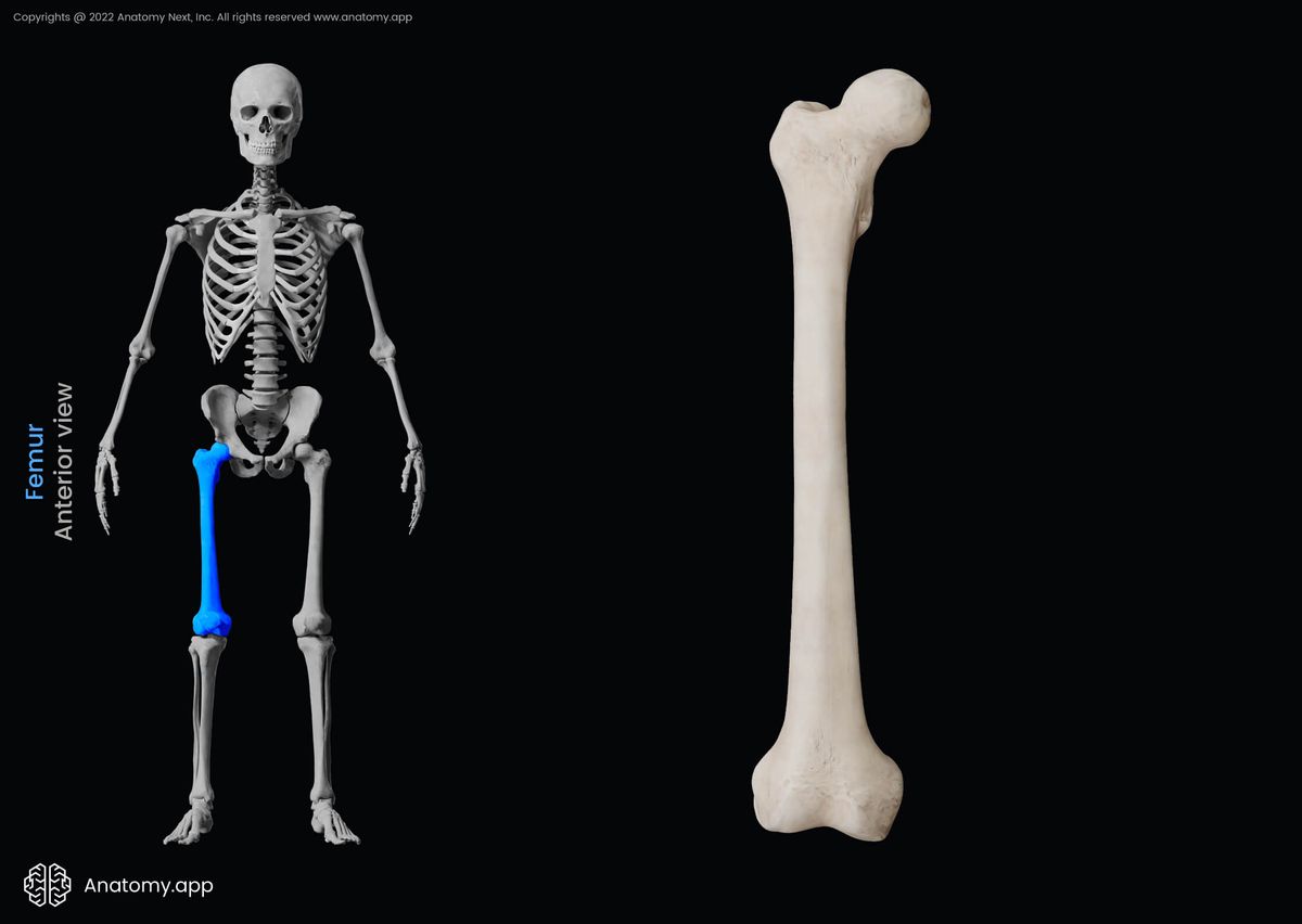 Femur, Thigh bone, Skeleton of lower limb, Human thigh, Anterior view of femur, Human skeleton
