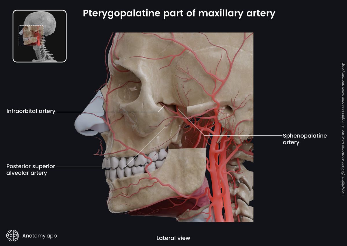 Maxillary artery with its branches, Pterygopalatine part, Human skull, Human face, External carotid and its branches, Cut mandible
