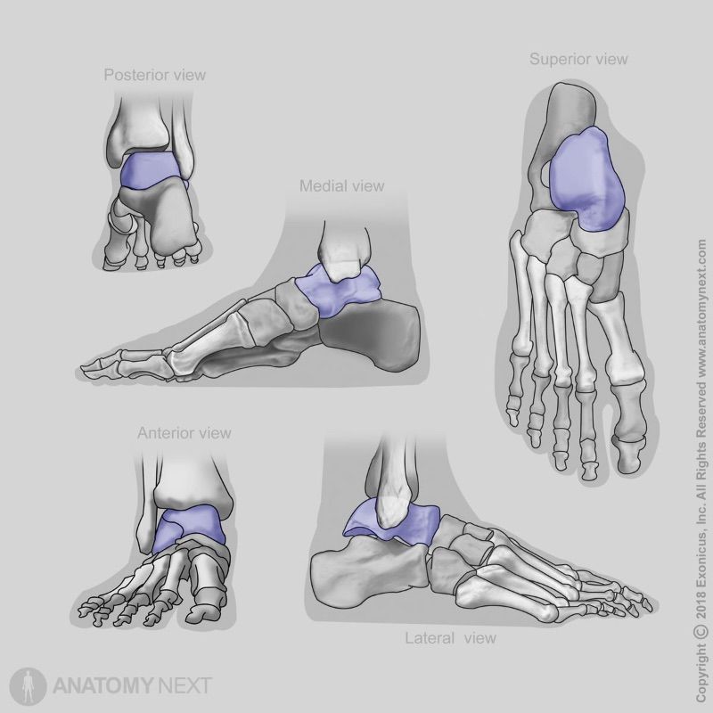 Talus, Tarsal bones, Human foot, Bones of foot, Skeleton of lower limb