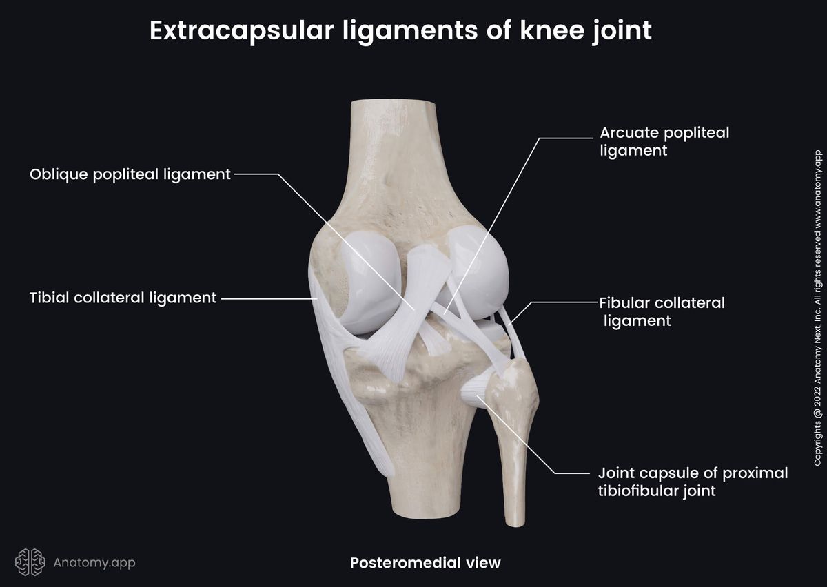 Knee joint, Proximal tibiofibular joint, Extracapsular ligaments, Posteromedial view, Femur, Tibia, Fibula