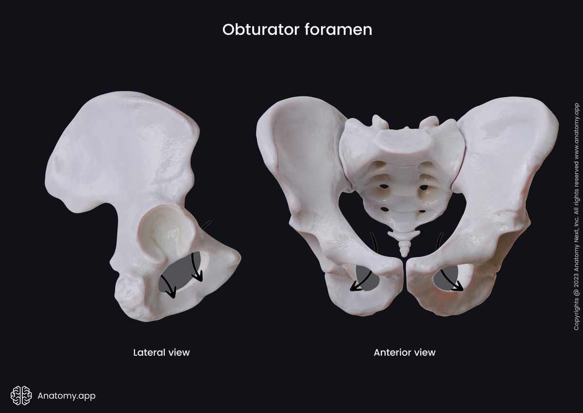 Pelvis, Hip bone, Landmarks, Obturator foramen, Lateral view, Anterior view