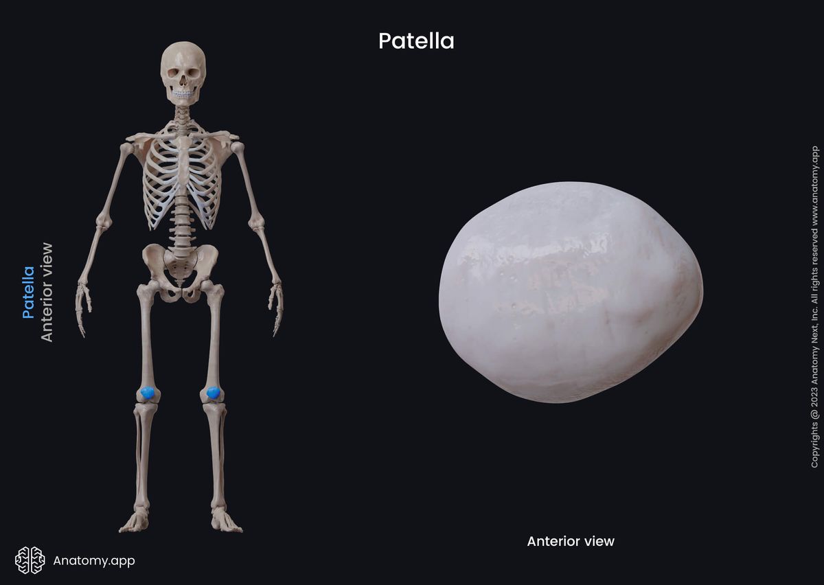Human skeleton, Skeleton of the lower limb, Bones of lower extremity, Patella, Anterior view
