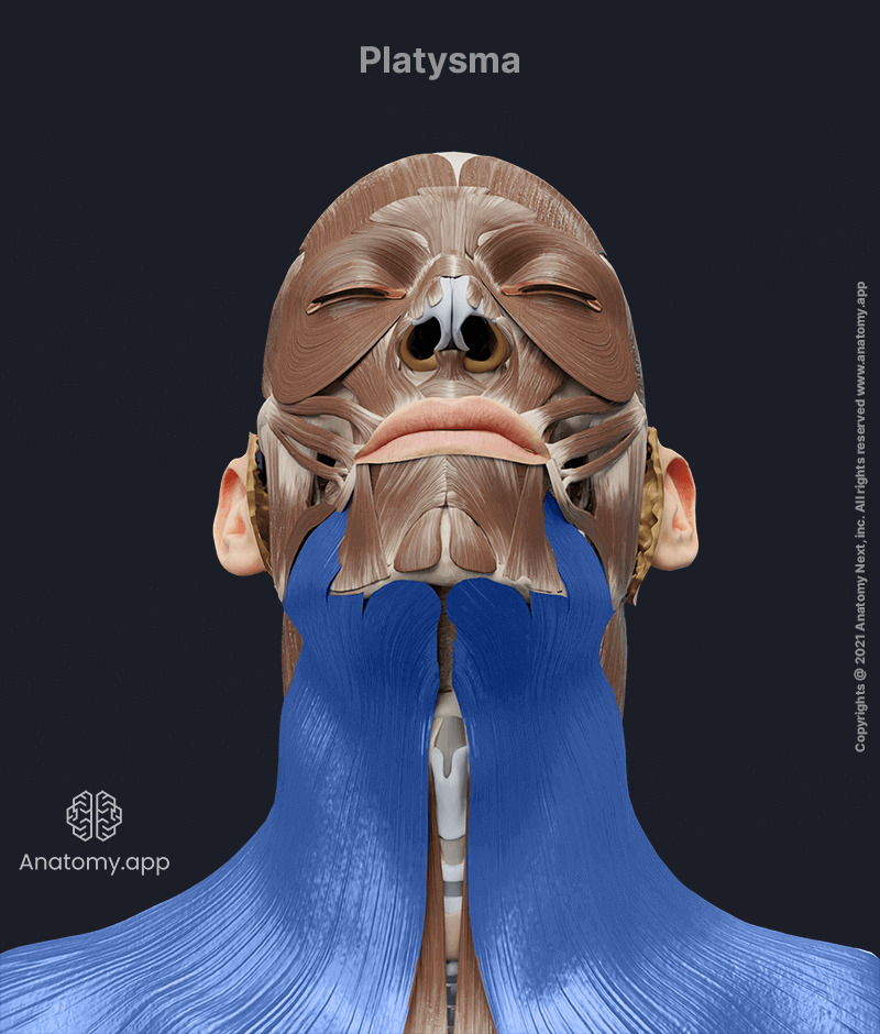 Platysma, Superficial neck muscles, Neck muscles, Anterior neck muscles, Head and neck muscles, Frontal view, Platysma colored blue