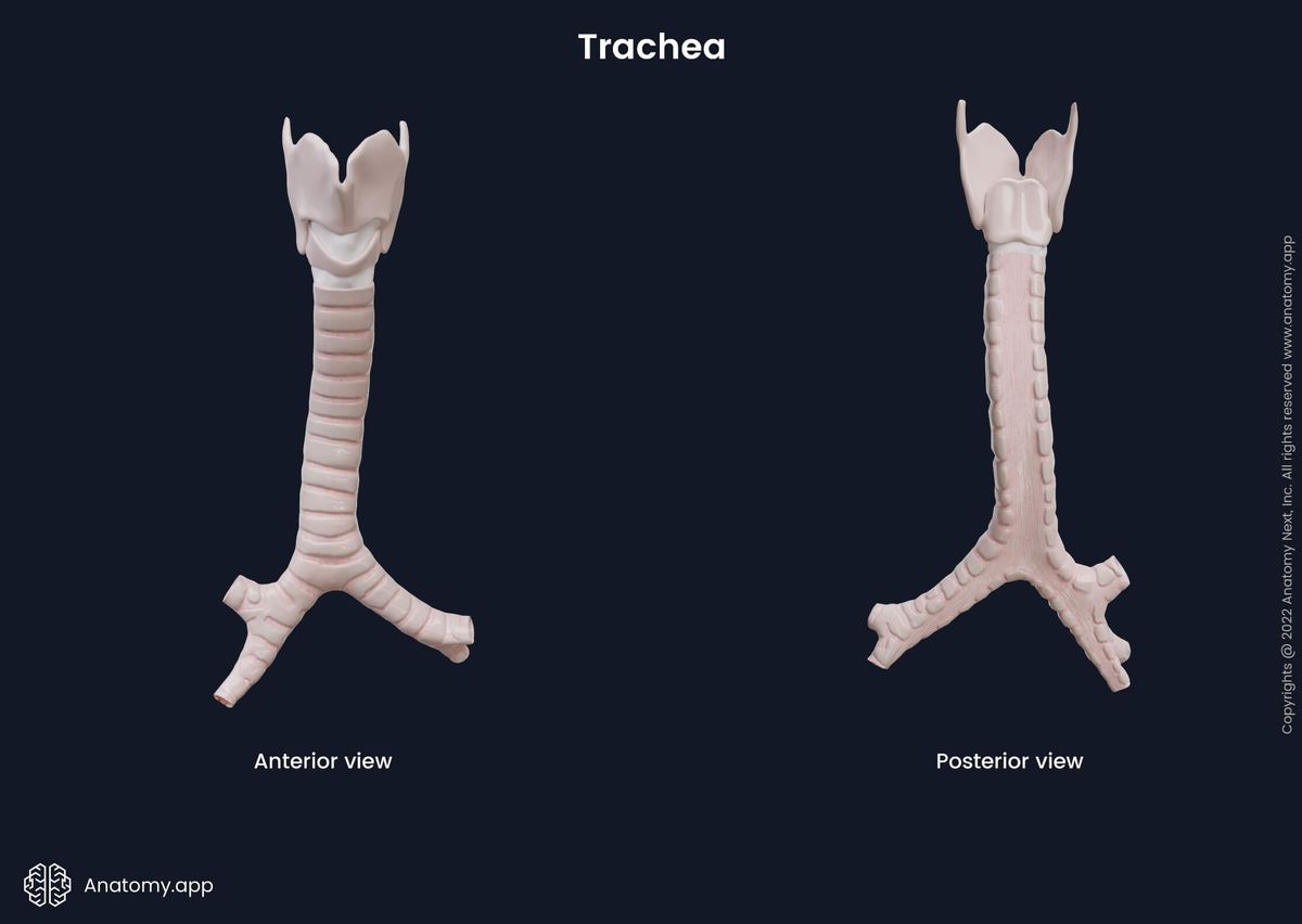 Trachea and main bronchi, anterior view and posterior view