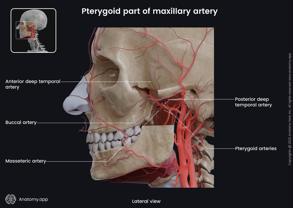 Maxillary artery and its branches, Pterygoid part, External carotid artery and its branches, Human head, Skull, Face, Lateral view