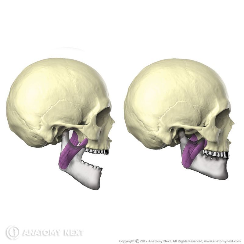 Action of medial pterygoid, Function of medial pterygoid, Medial pterygoid