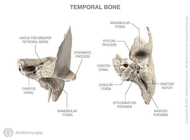 Temporal bone with landmarks, two views (anterior, posterior)