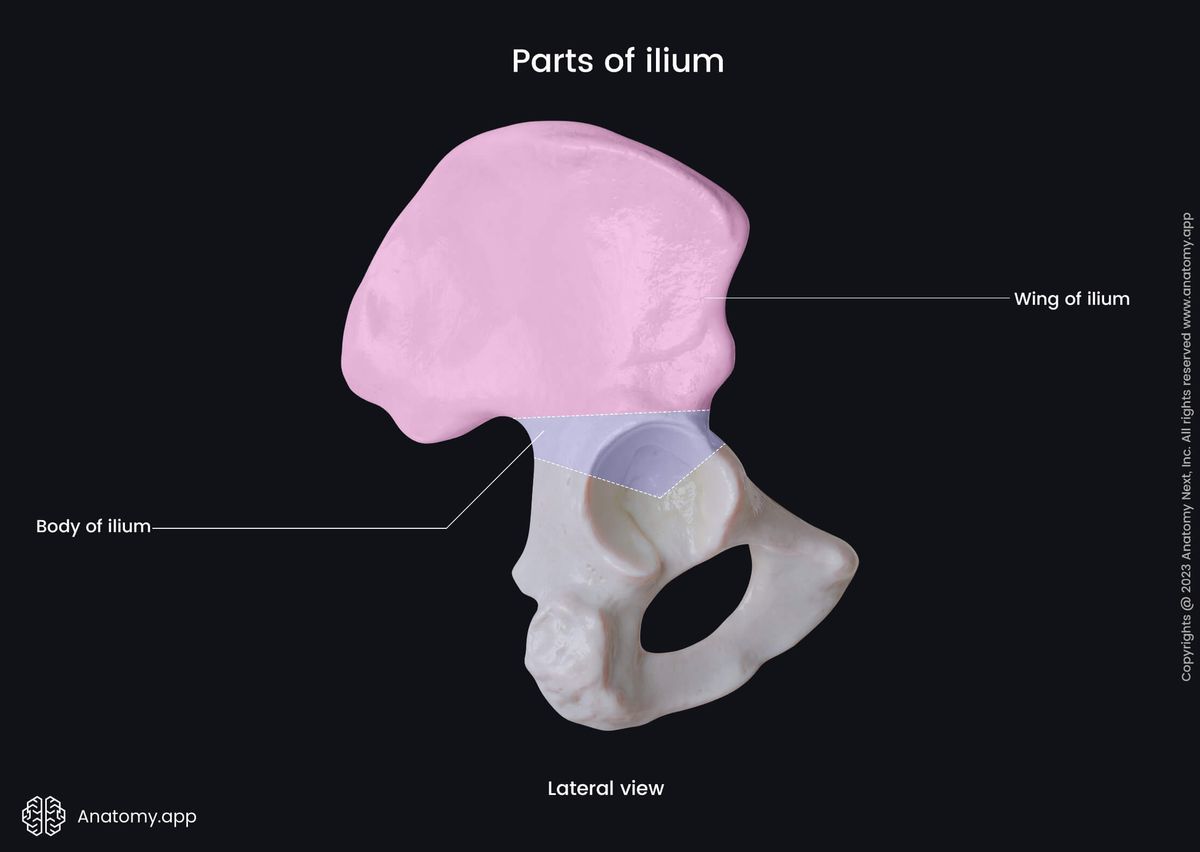 Hip bone, Pelvic girdle, Ilium, Lateral view, Parts of ilium, Body, Wing
