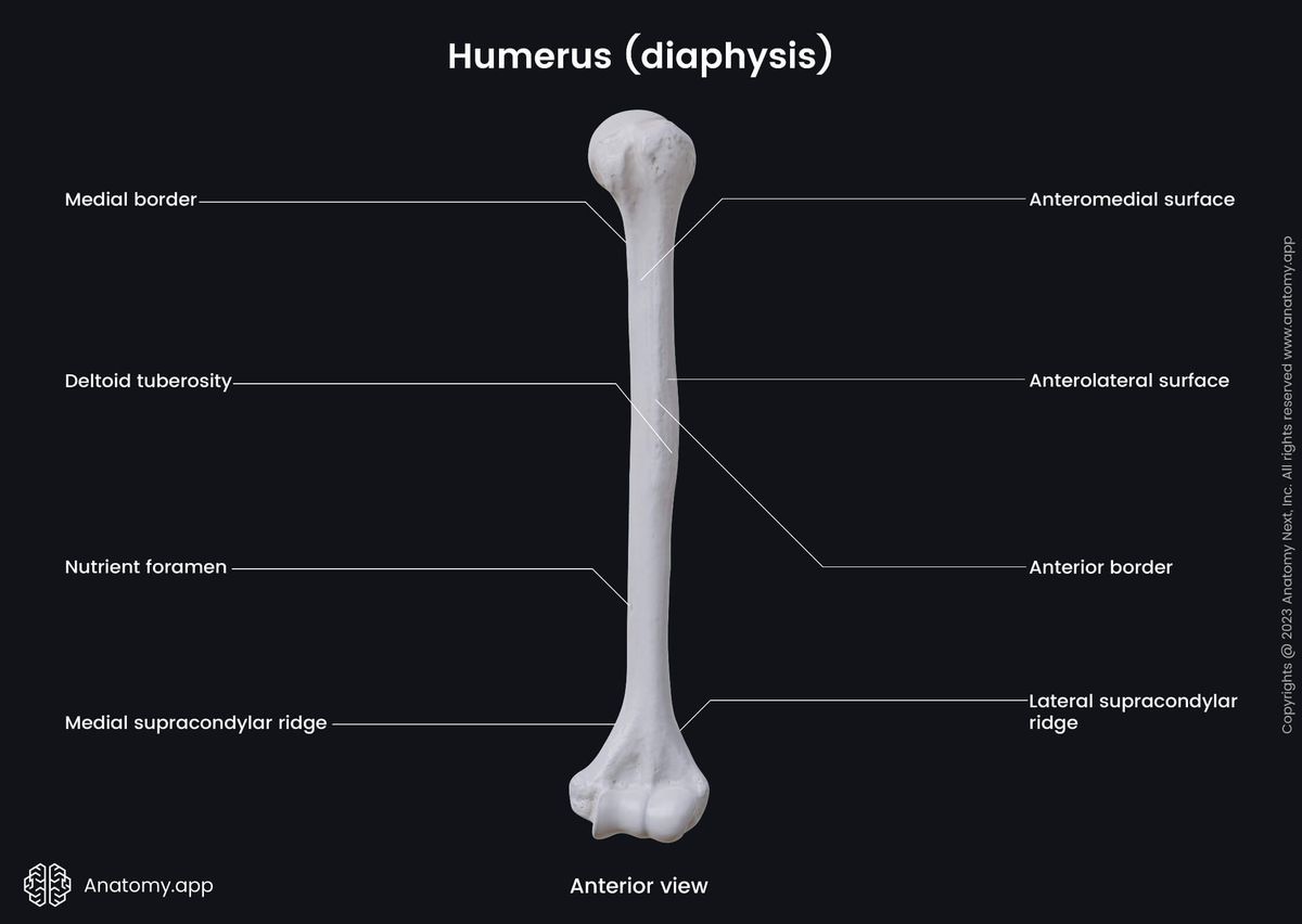Skeleton of upper limb, Upper arm, Upper arm bone, Bones of upper limb, Humerus, Diaphysis, Landmarks, Anterior view
