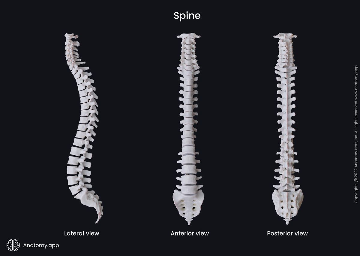 Spine, Vertebral column, Three views, Lateral view, Anterior view, Posterior view, Spine parts