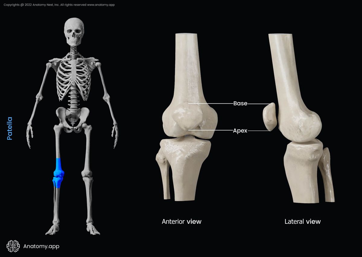 Patella, Kneecap, Knee joint, Femur, Tibia, Fibula, Human skeleton, Anterior view of knee joint, Lateral view of knee joint, Skeleton of lower limb