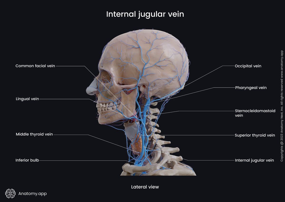 Head and neck veins, Extracranial veins, Superficial neck veins, Deep neck veins, Internal jugular vein, Tributaries, Lateral view