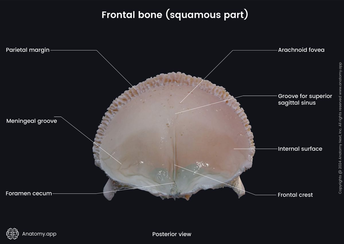 Head and neck, Skull, Cranium, Cranial bones, Neurocranium, Frontal bone, Landmarks, External surface, Squamous part, Posterior view