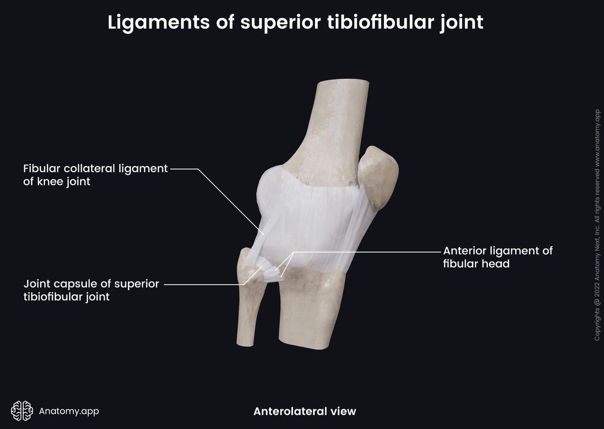 Superior tibiofibular joint, Proximal tibiofibular joint, Anterolateral view, Joint capsule, Ligaments, Fibula, Tibia, Patella, Femur