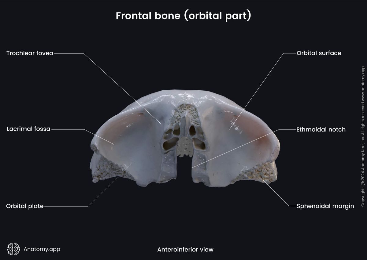 Head and neck, Skull, Cranium, Cranial bones, Neurocranium, Frontal bone, Landmarks, External surface, Orbital part, Anteroinferior view