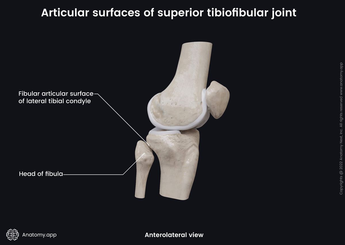 Superior tibiofibular joint, Proximal tibiofibular joint, Anterolateral view, Articular surfaces, Fibula, Tibia, Patella, Femur