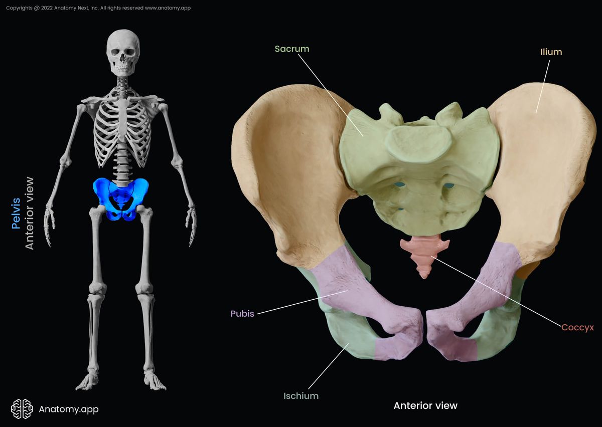 Pelvis, Pelvic bones, Ilium, Ischium, Pubis, Sacrum, Coccyx, Human skeleton, Anterior view of pelvis, Pelvic girdle