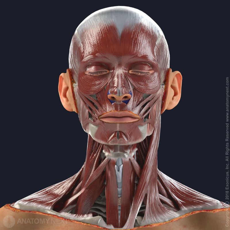 Alar part of nasalis muscle, Alar nasalis, Nasalis, Nasal muscles, Facial muscles, Muscles of facial expression, Head muscles