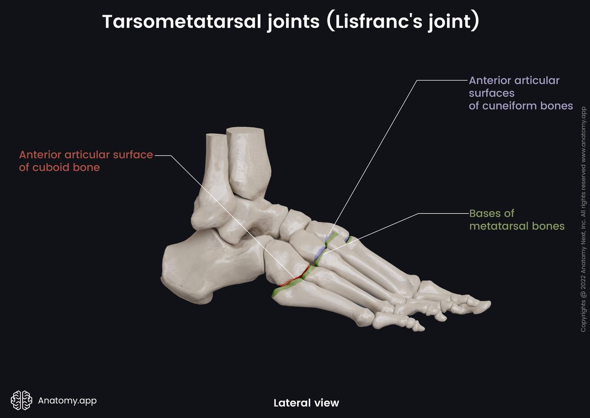 Tarsometatarsal joints, Lisfranc's joint, Human foot, Foot skeleton, Metatarsals, Tarsals, Tarsal bones, Lateral view, Articulating structures
