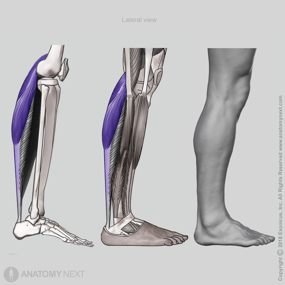 Gastrocnemius, Origin of gastrocnemius, Insertion of gastrocnemius, Superficial layer of posterior leg muscles, Superficial posterior leg muscles, Posterior compartment muscles, Posterior compartment of leg, Leg muscles, Human leg, Lateral view of gastrocnemius