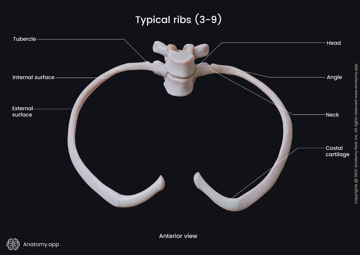 Thorax, Ribs, Landmarks of typical ribs, Thoracic vertebrae, Costal cartilages, Human rib, Anterior view of rib, Head of rib, Neck of rib, Costal angle, Tubercle of rib, Costal groove