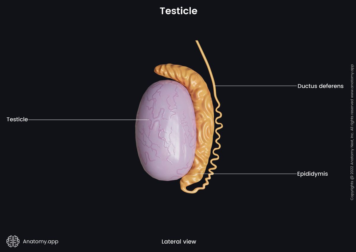 Male reproductive system, Testicle, Epididymis, Ductus deferens, Lateral view