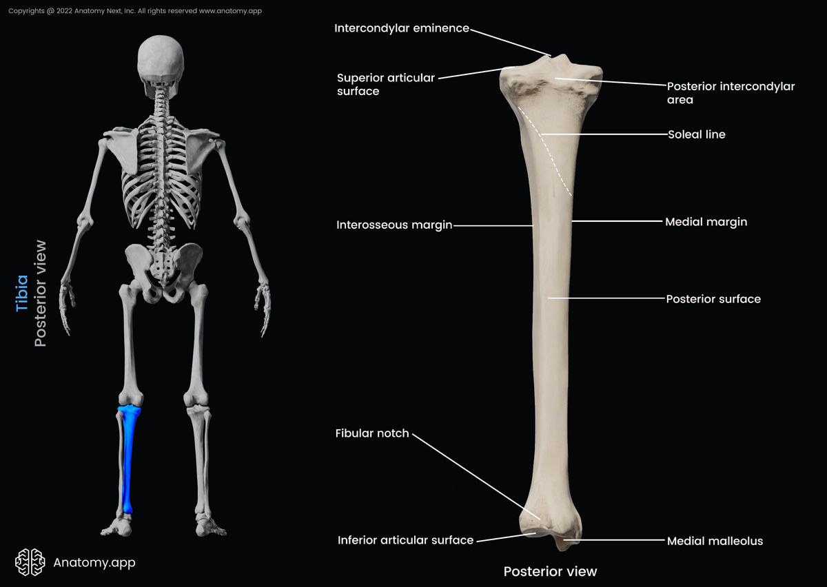 Tibia, Shinbone, Landmarks of tibia, Proximal end of tibia, Shaft of tibia, Distal end of tibia, Bones of lower leg, Skeleton of lower limb, Leg bones, Human skeleton, Posterior view of tibia