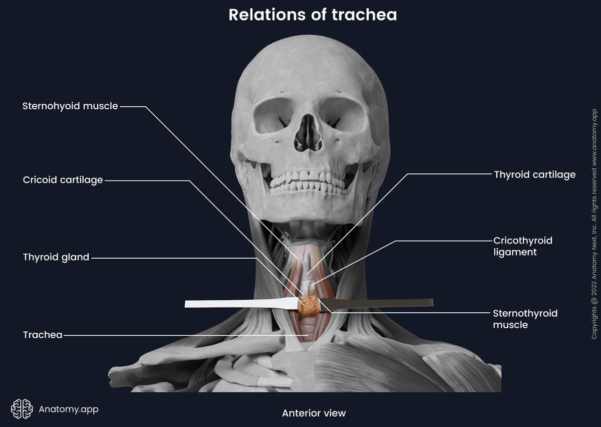 Trachea, Relations, Cervical part of trachea, Head and neck, Infrahyoid muscles, Thyroid gland, Anterior view