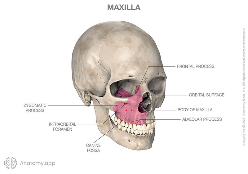 Skull, maxilla colored, body of maxilla and processes