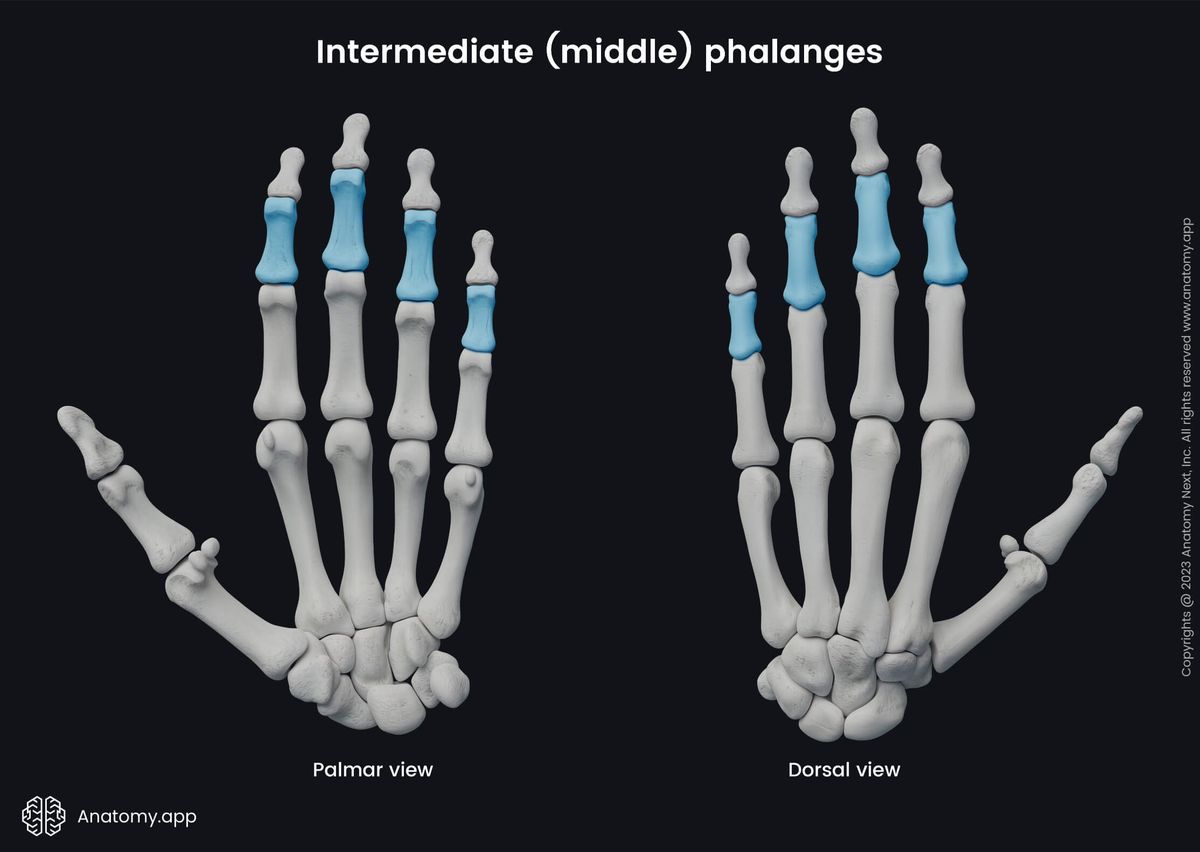 Skeleton of upper limb, Upper extremity, Phalanges of hand, Phalanges, Intermediate phalanges, Bones of hand, Hand bones, Human hand, Metacarpals, Carpals, Palmar view, Dorsal view