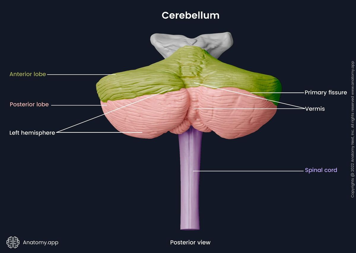 Posterior aspect of the cerebellum