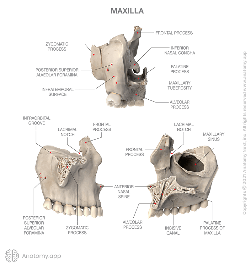 Maxilla, parts and anatomical landmarks, three aspects (posterior view, lateral view, medial view)