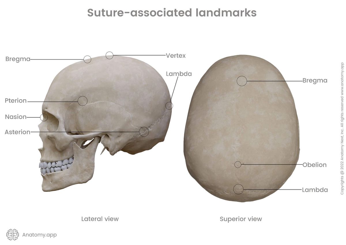 Skull in lateral and superior views: suture-associated cranial landmarks