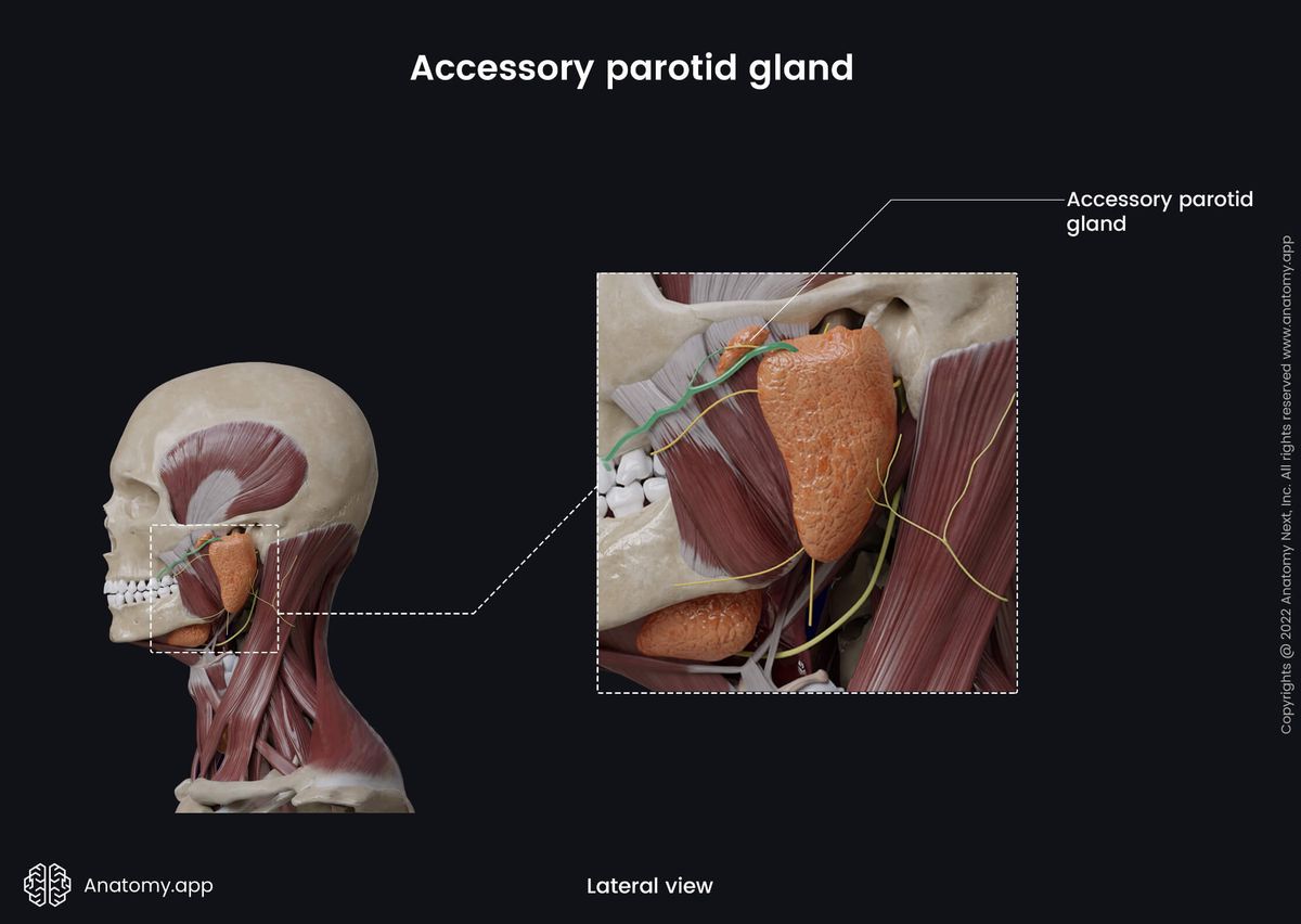 Accessory parotid gland, Lateral view, Parotid gland