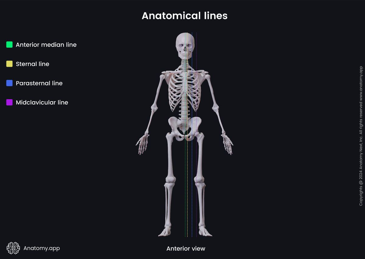 Anatomical terminology, Human body, Anatomical lines, Anterior median line, Sternal lines, Parasternal line, Midclavicular line
