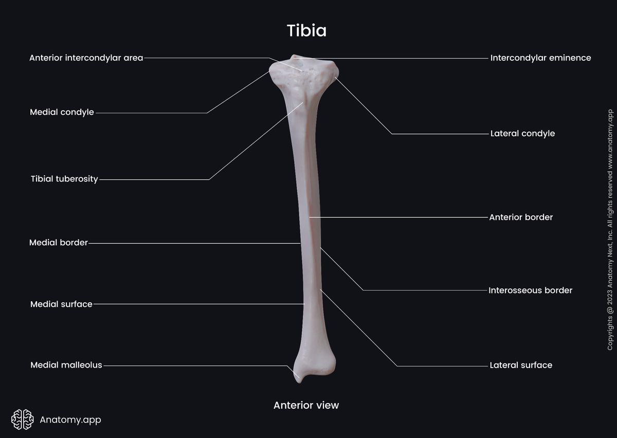Skeleton of lower limb, Bones of lower extremity, Human skeleton, Tibia, Shinbone, Landmarks, Anatomical features, Leg, Leg bones, Anterior view