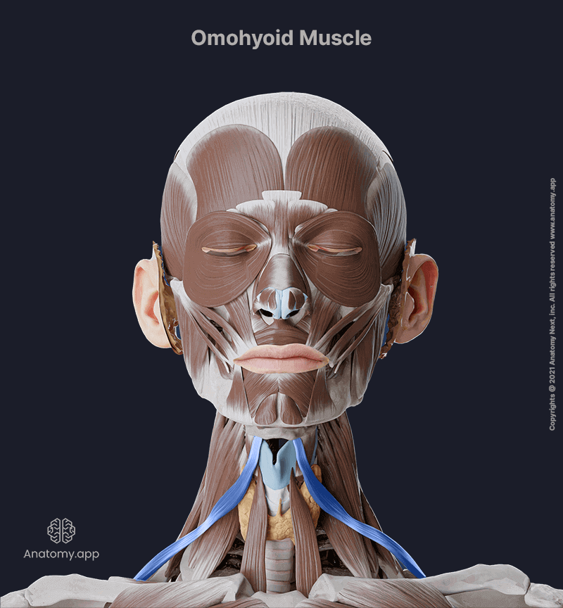 Omohyoid, Infrahyoid muscles, Neck muscles, Head and neck muscles, Infrahyoid muscles of the neck, Omohyoid muscle colored blue