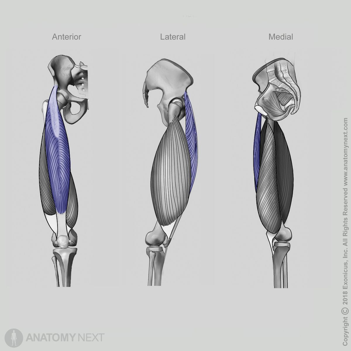 Rectus femoris, Quadriceps femoris, Anterior view of rectus femoris, Lateral view of rectus femoris, Medial view of rectus femoris, Thigh muscles, Anterior compartment of thigh, Anterior compartment muscles, Human thigh