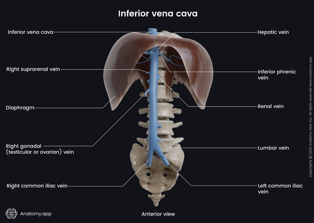 Inferior vena cava and its branches, Spine, Diaphragm, Anterior view